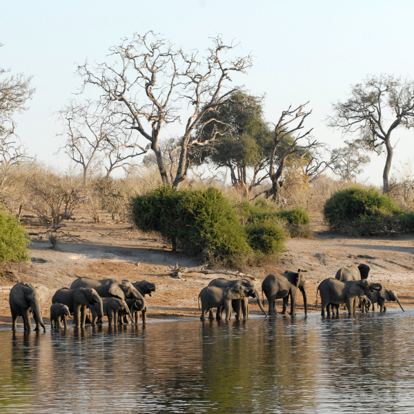 Botswana, Zimbabwe i RPA - self drive safari terenowymi samochodami